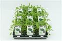 Bild von Rucola